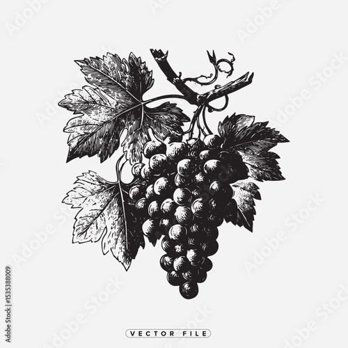 Monochrome Illustration of Grapes on the Vine with Leaves in Detailed Engraving Style