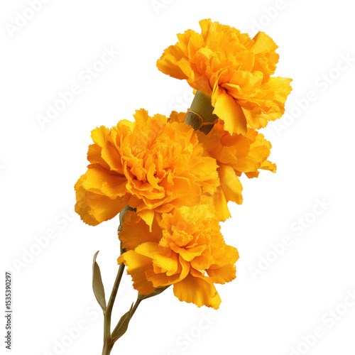 Stunning Yellow Carnations in Full Bloom , white background cut out PNG