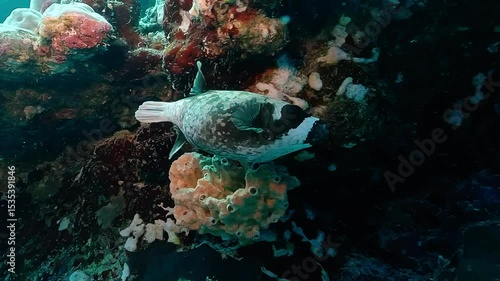 Blackspotted pufferfish (Arothron nigropunctatus) gliding near coral reef. This species can contain deadly tetrodotoxin. Check my portfolio for more pufferfish footage.