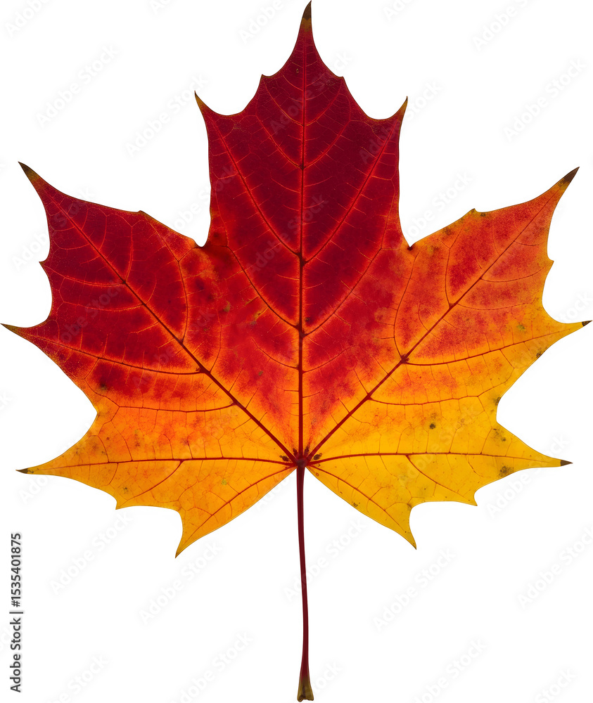 Obraz premium 사진요소