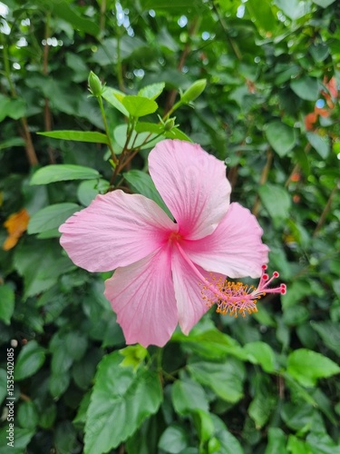 hibiscus blooms with pink petals