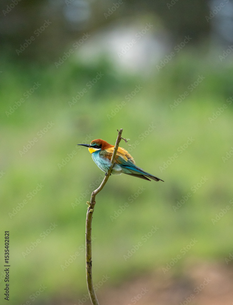 Obraz premium European bee-eater (Merops apiaster) photographed in Spain
