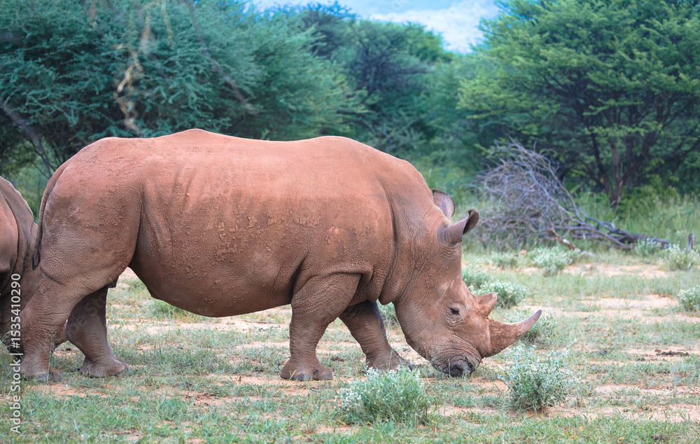 Obraz premium Rhinos are threatened with extinction throughout Africa, and even in national parks, protecting the animals is challenging. Seen near Waterberg, Namibia, Africa.