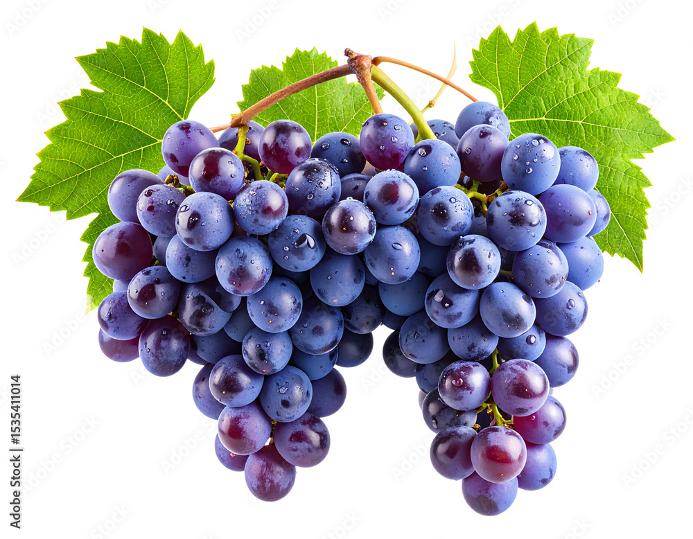 Fototapeta premium Grapes on Vine Branch with Morning Dew, Isolated Cut-Out Image