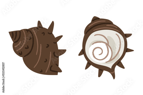 A simple and cute illustration of a horned conch. Two views of the conch's outer and inner surfaces.
