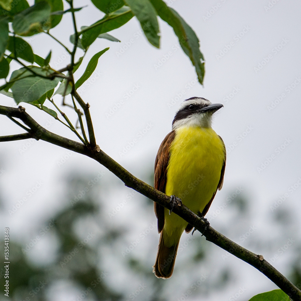 Obraz premium Yellow bird on branch, tropical. High quality photo