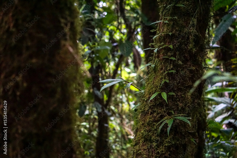 Fototapeta premium Cloud forest jungle. High quality photo