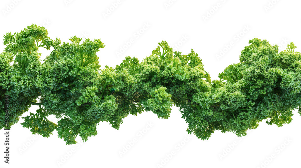 Digital-style parsley texture, Transparent background, PNG file Digital-style parsley texture, Transparent background, PNG file