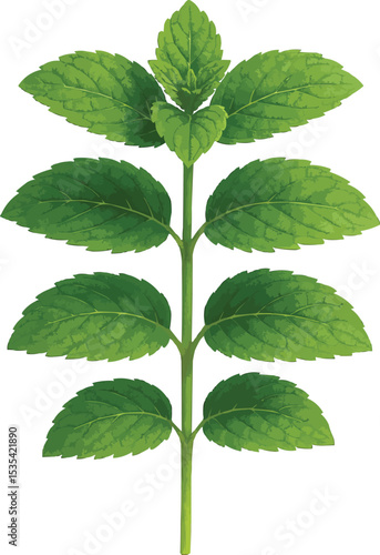 Pudina or Mint plant