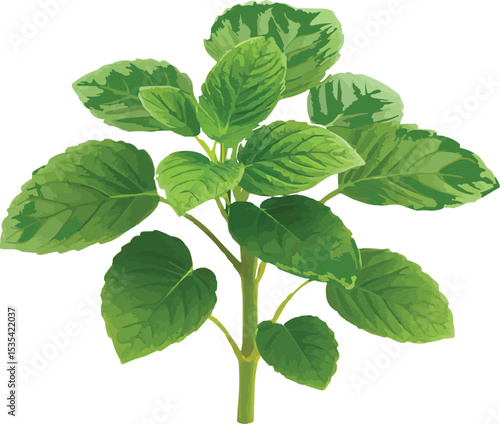 Pudina or Mint plant