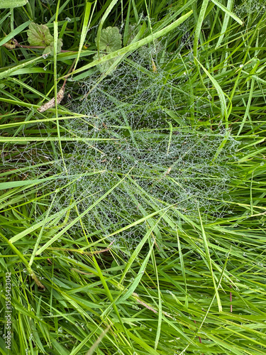 wet  cobwebs in the middle of the green grass with water drops