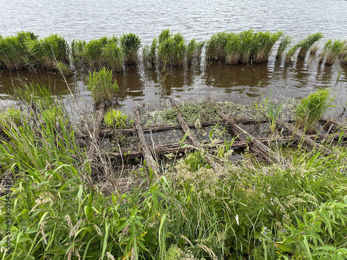 Between green plants by a lake, pieces of wood are laid in a grid