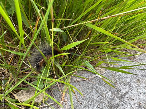 brown bear caterpillar (Arctia caja) in green grasses