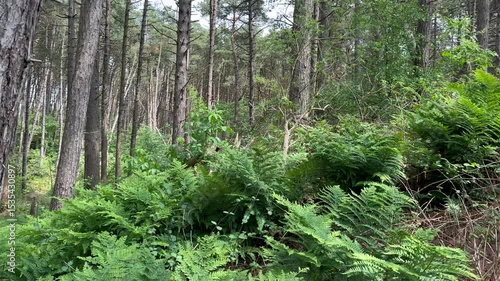 an island path through the dunes on the island of Schiermonnikoog
