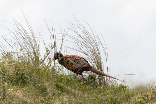 A pheasant in the green  bushes on the island of Schiermonnikoog