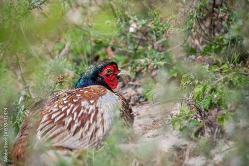 A pheasant in the green  bushes on the island of Schiermonnikoog