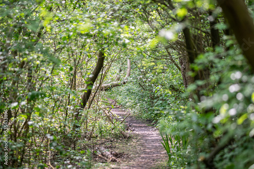 the green vegetation of the island  of Schiermonnikoog
