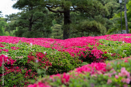 azalea blooming in a park
