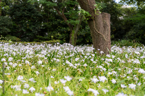 Fringed iris blooming in a park