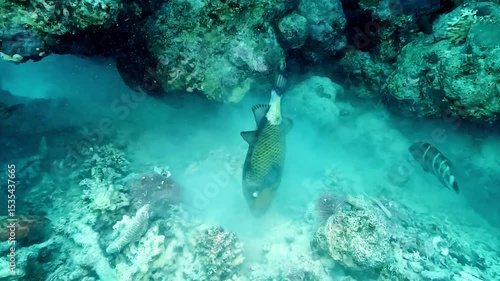 A titan triggerfish (Balistoides viridescens) prepares its nest by shifting coral pieces and filtering sand through its mouth, expelling it through its gills. 