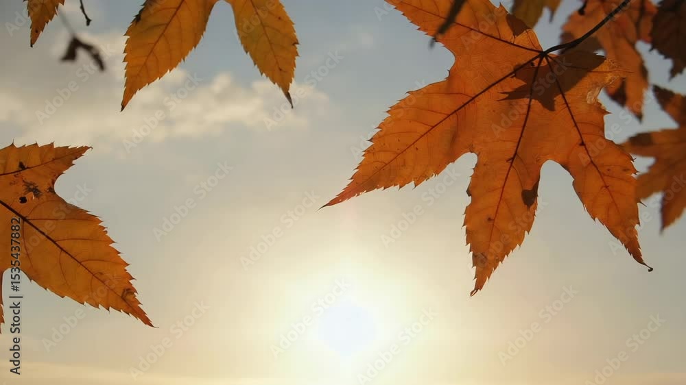 Autumn leaves illuminated by sunlight against a clear sky Autumn leaves illuminated by sunlight against a clear sky