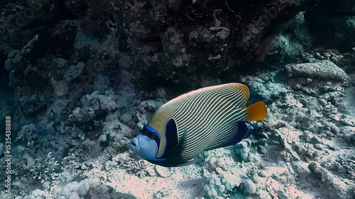 An emperor angelfish (Pomacanthus imperator) with vibrant colors swims gracefully past the reef in the clear waters of the Red Sea. Check my portfolio for more emperor angelfish footage.