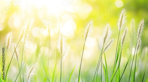 Delicate grass blades with fluffy seed heads in the sunlight.