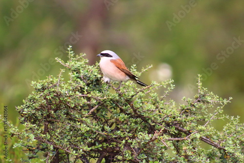 red backed shrike on branch