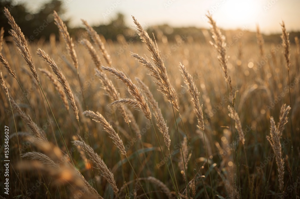 Golden hour light shining through a field of tall grass and wheat plants outdoors Golden hour light shining through a field of tall grass and wheat plants outdoors