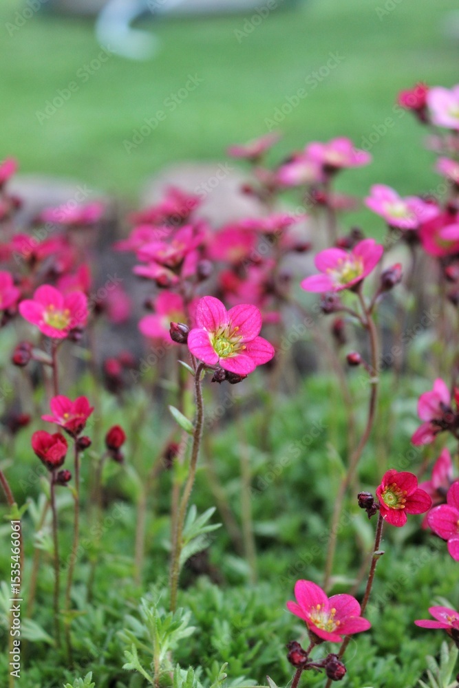 The saxifrage is pink
pink garden flowers The saxifrage is pink
pink garden flowers