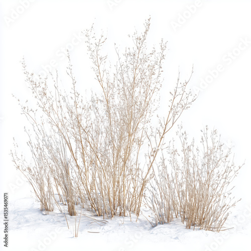 Winter Plants in Snow , PNG isolated cut out image