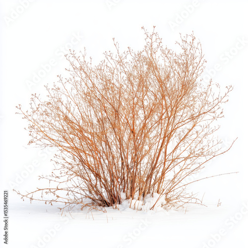 Winter Bush in Snow , PNG isolated cut out image