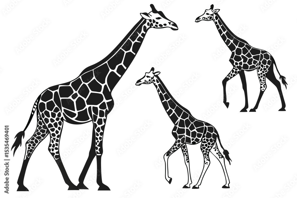 Naklejka premium Black and white vector illustration of three elegant giraffes in various poses.