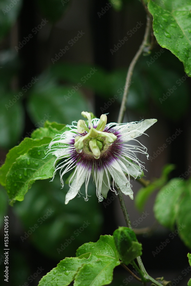 Obraz premium Passion fruit tree in bloom, showing its exotic and intricate flowers—a vibrant display of nature’s beauty, ideal for botanical themes or tropical garden visuals.