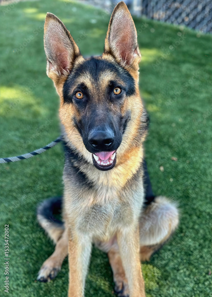 German Shepherd Sitting Alert on Turf German Shepherd Sitting Alert on Turf