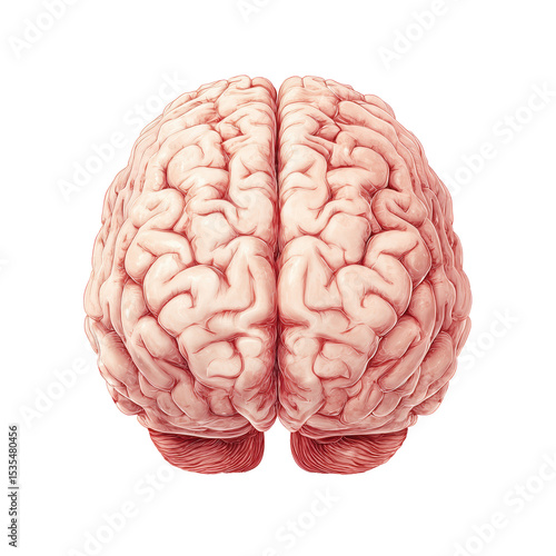 Detailed Human Brain Anatomy Illustration , PNG isolated cut out image