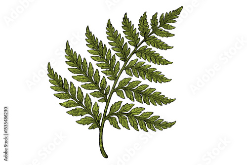 Vintage fern illustration in a detailed botanical engraving style. Hand-drawn green leaf frond isolated on white. Natural forest foliage for biology, botany or decor design element.