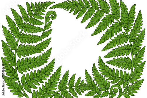 Fern botanical frame vector illustration. Hand drawn vintage wreath with fern leaves and fronds. Detailed foliage border for card or invitation. Engraving style nature background.