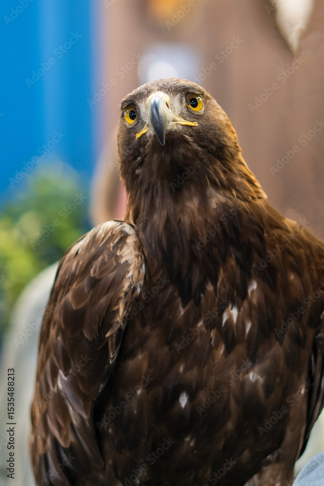 Fototapeta premium Domesticated golden eagle (Aquila chrysaetos) close-up portrait indoors