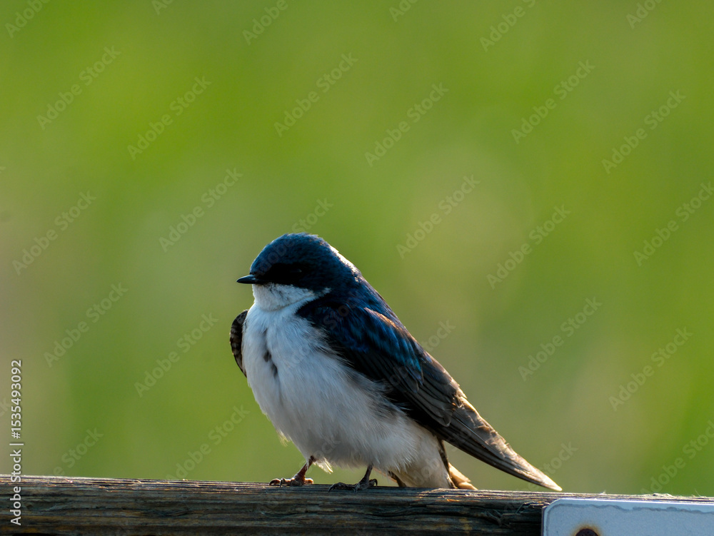 Fototapeta premium Tree Swallow