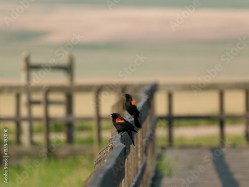Red Winged Blackbird