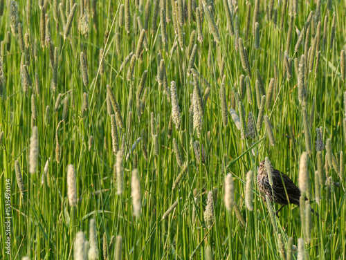 Marsh Wren