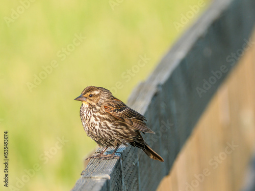 Marsh Wren