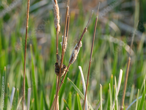 Marsh Wren
