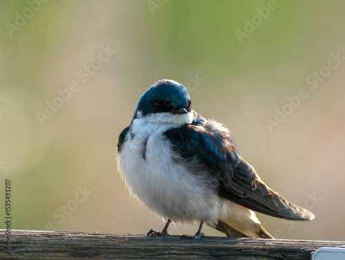 Tree Swallow
