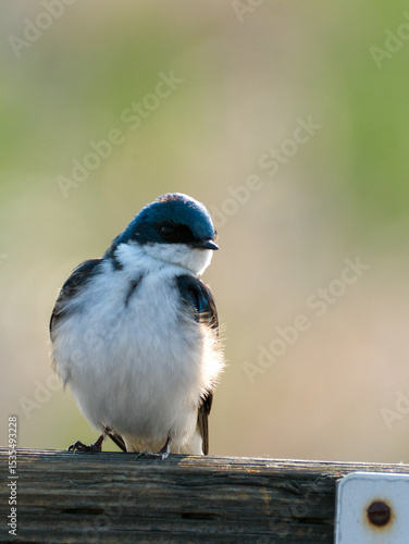Tree Swallow