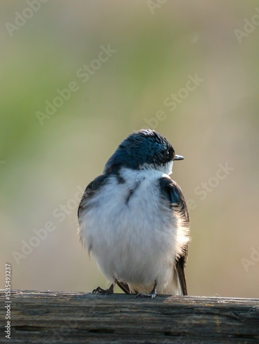 Tree Swallow