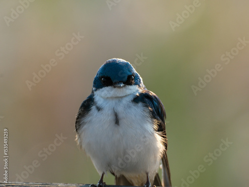 Tree Swallow