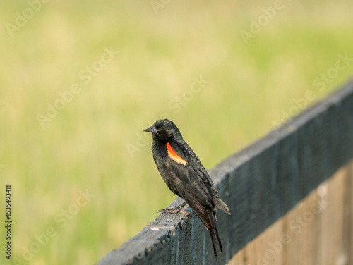 Red Winged Black Bird