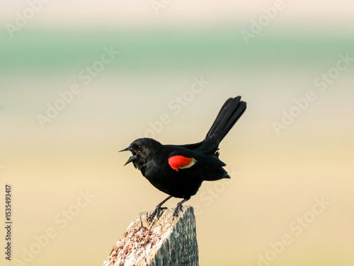 Red Winged Black Bird